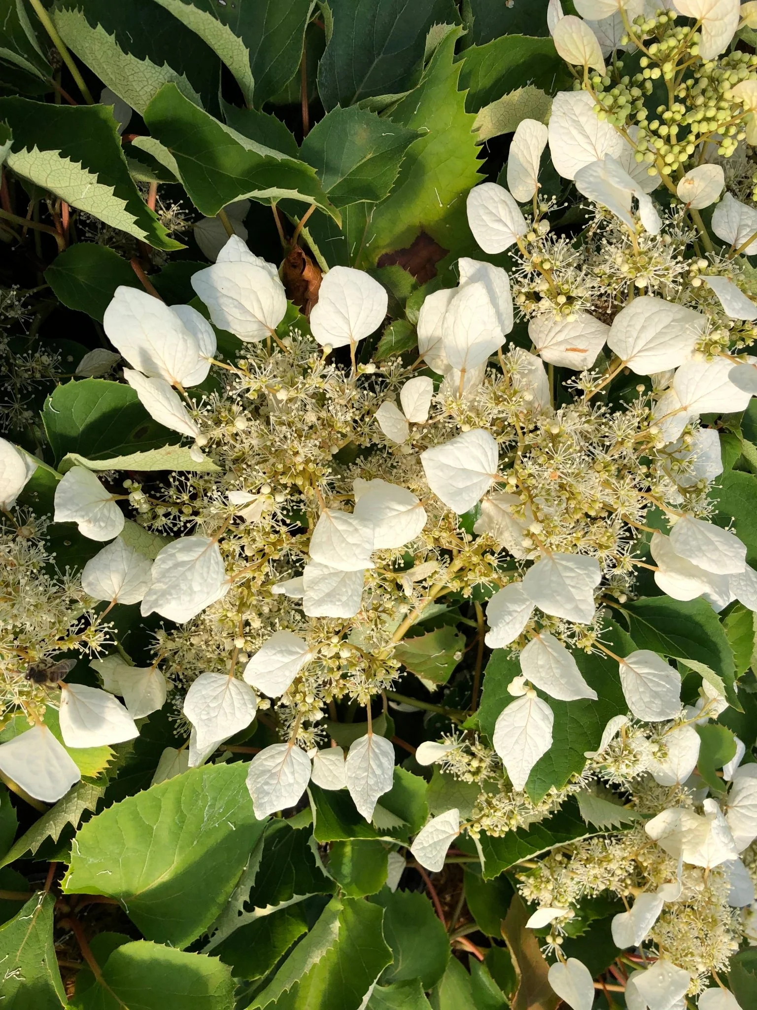 Flirty Girl® False Hydrangea Vine