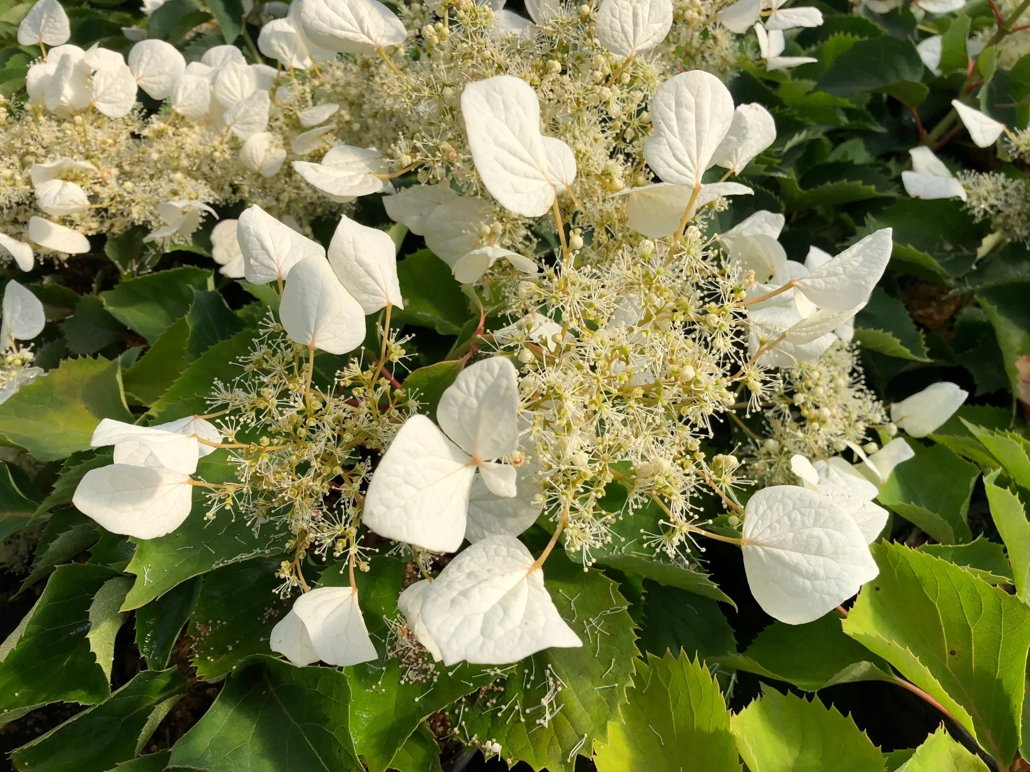 Flirty Girl® False Hydrangea Vine - Image 2