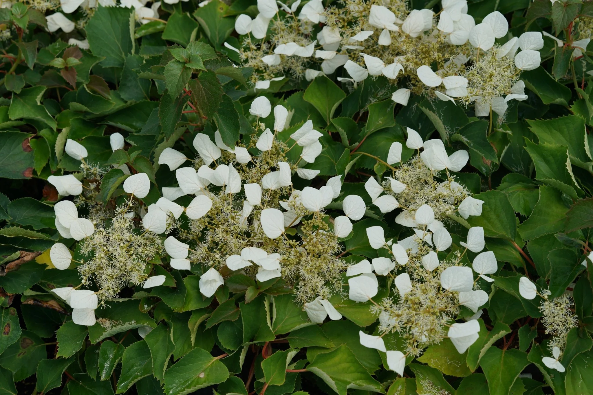 Flirty Girl® False Hydrangea Vine - Image 3