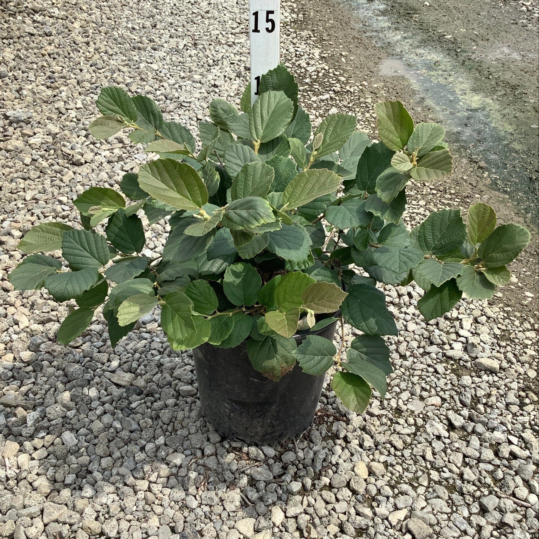 Mt. Airy Fothergilla - Image 5