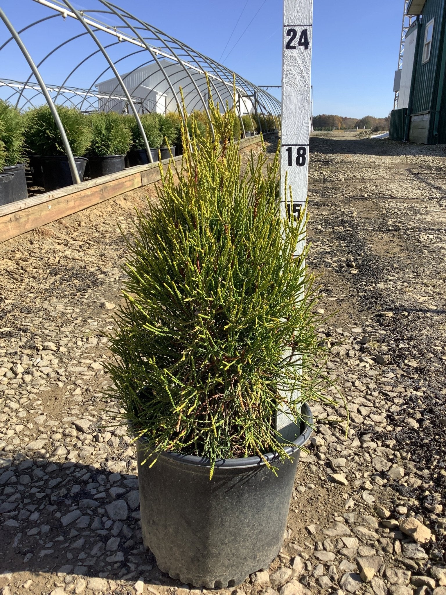 Franky Boy Arborvitae - Image 3
