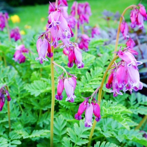 Fringed Bleeding Heart - Image 2
