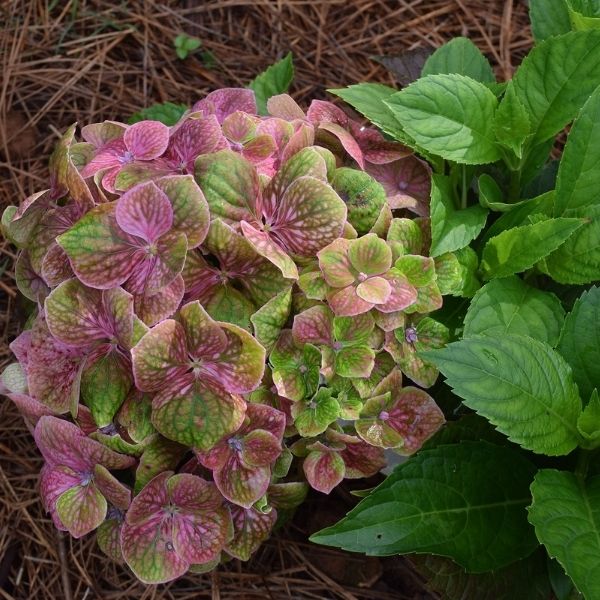 Froggie™ Bigleaf Hydrangea