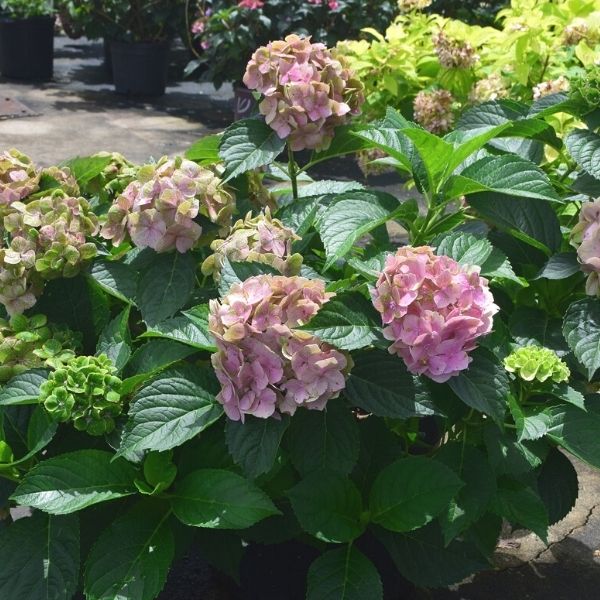 Froggie™ Bigleaf Hydrangea - Image 2