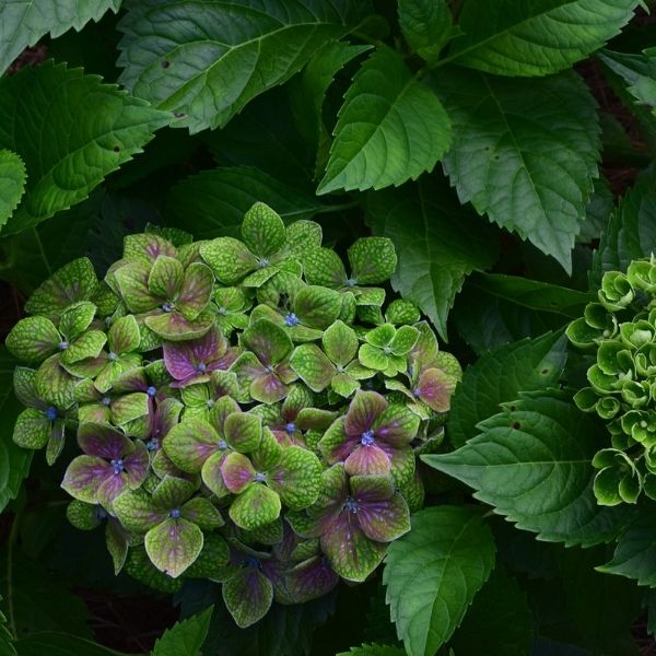 Froggie™ Bigleaf Hydrangea - Image 3