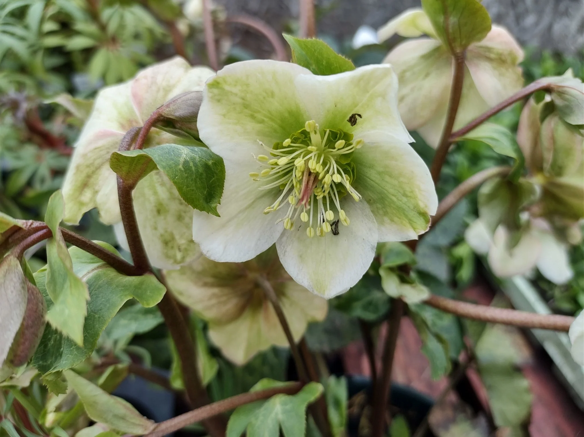 FrostKiss™ Molly's White® Lenten Rose