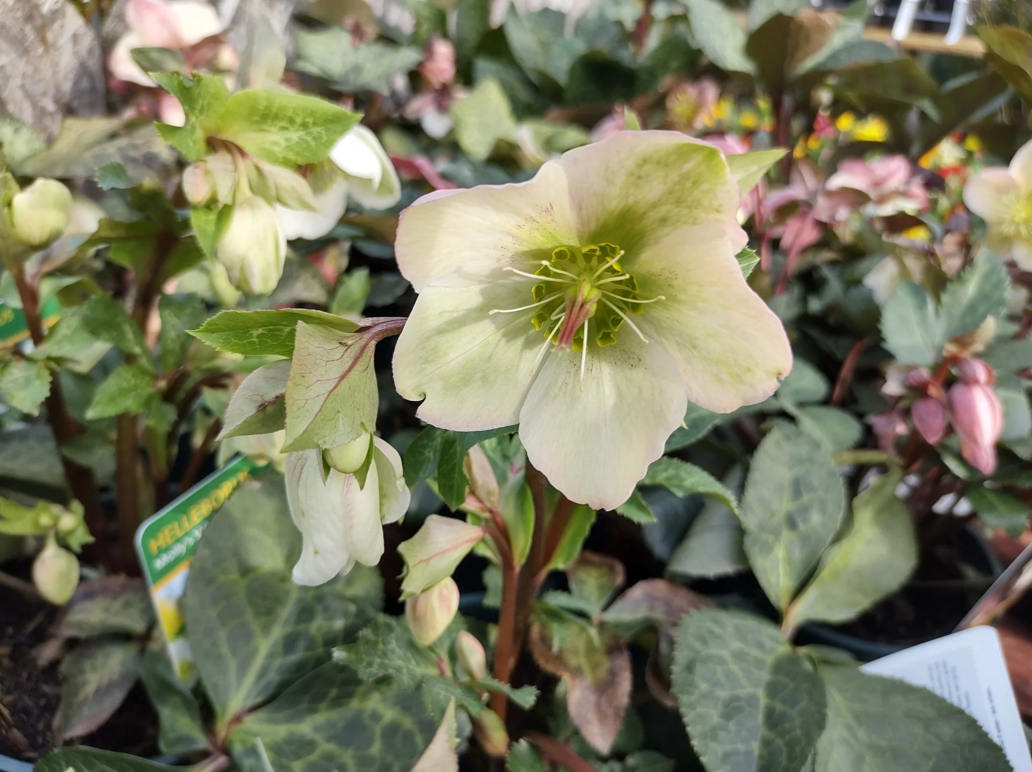 FrostKiss™ Molly's White® Lenten Rose - Image 2