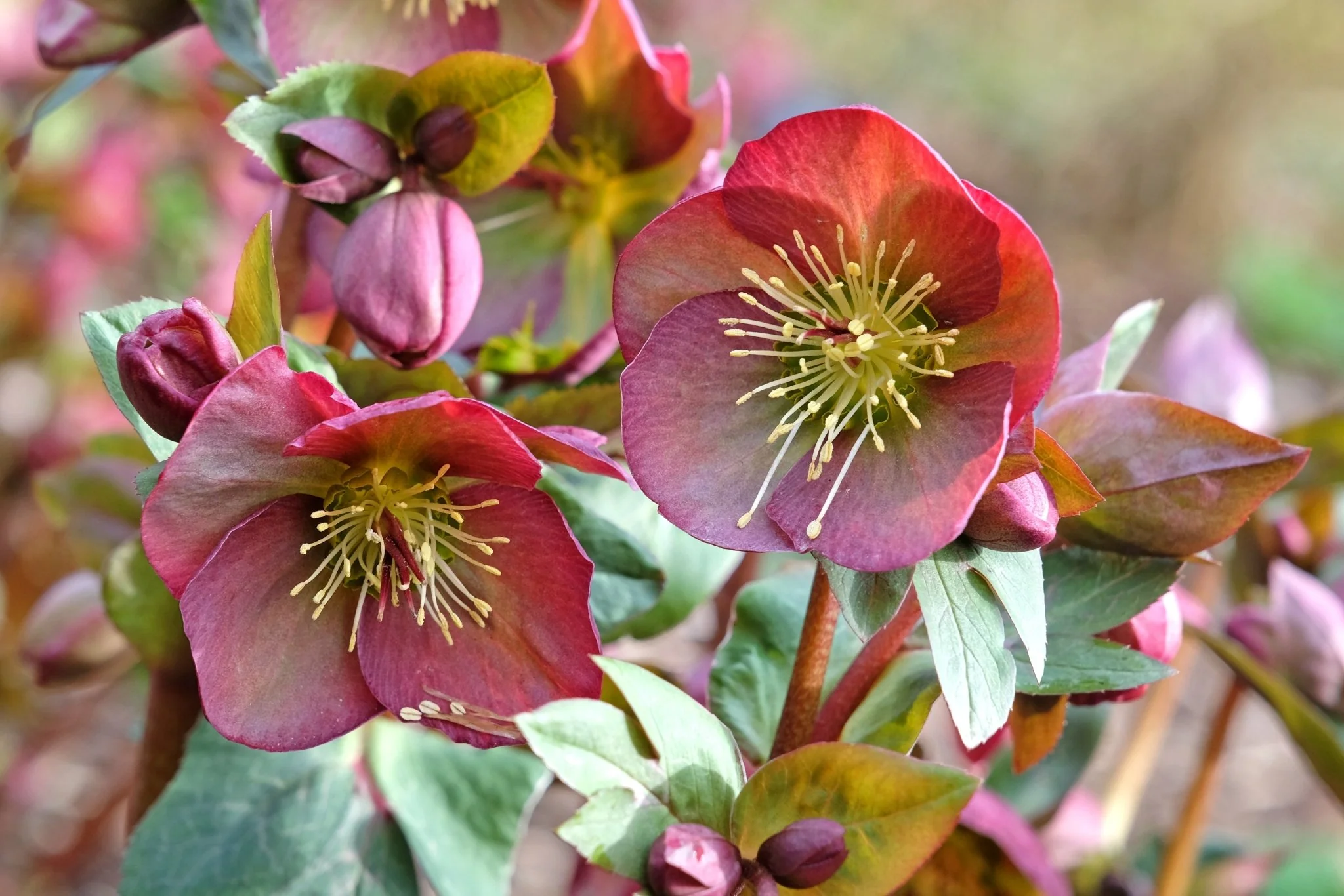 FrostKiss™ Penny's Pink® Lenten Rose