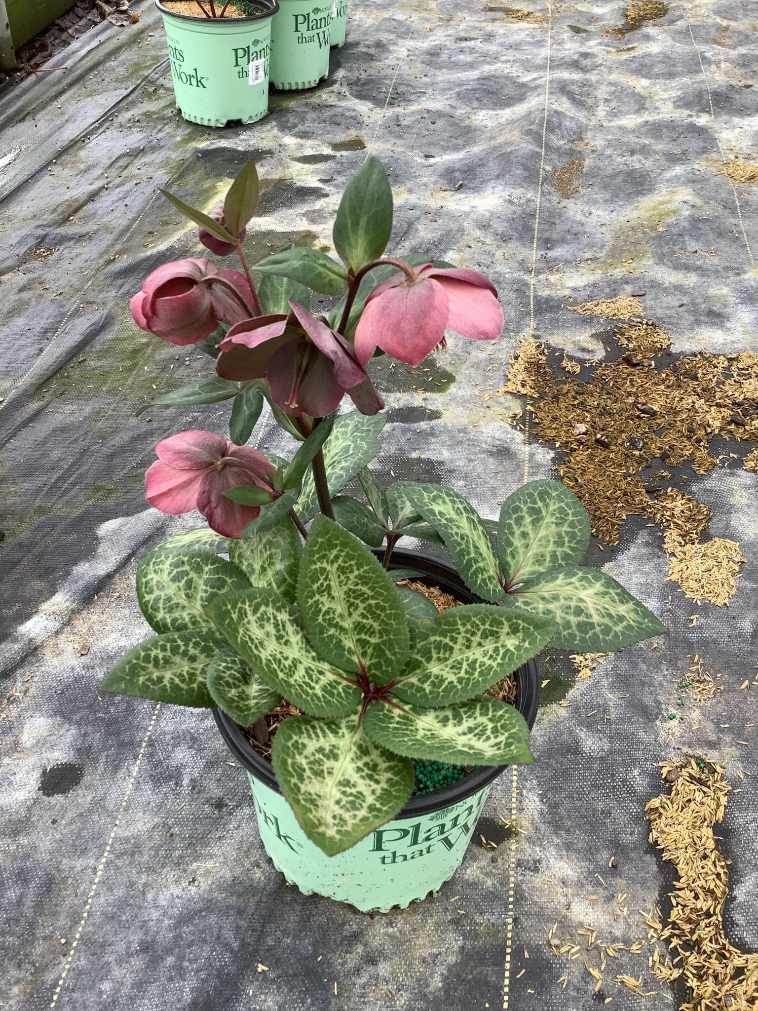 FrostKiss™ Penny's Pink® Lenten Rose - Image 2