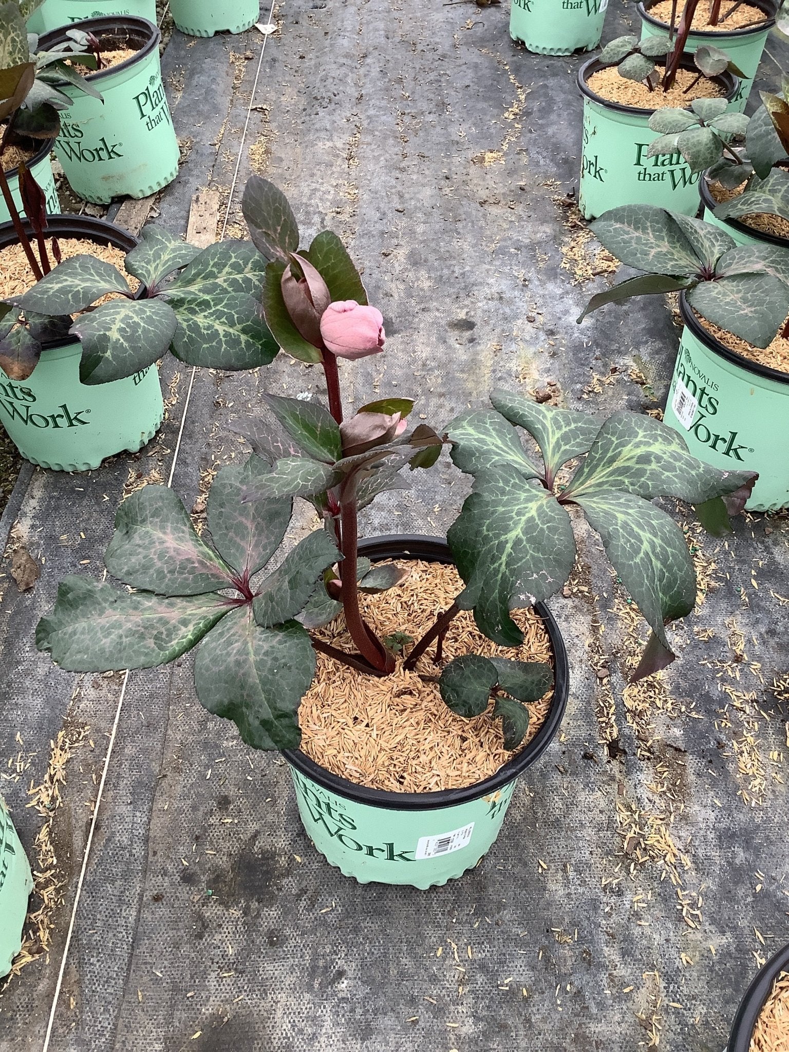 FrostKiss™ Penny's Pink® Lenten Rose - Image 3
