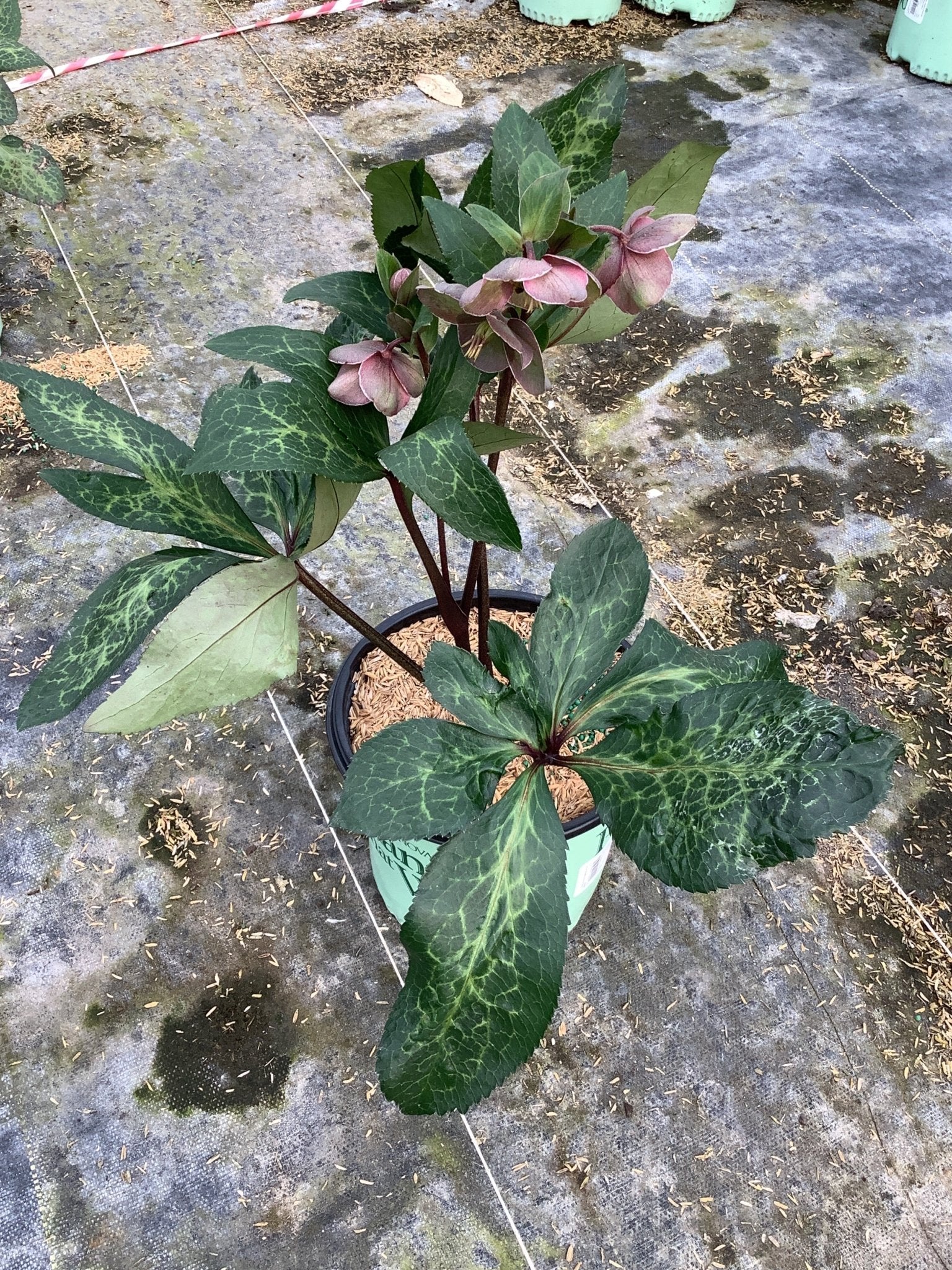FrostKiss™ Pippa's Purple® Lenten Rose