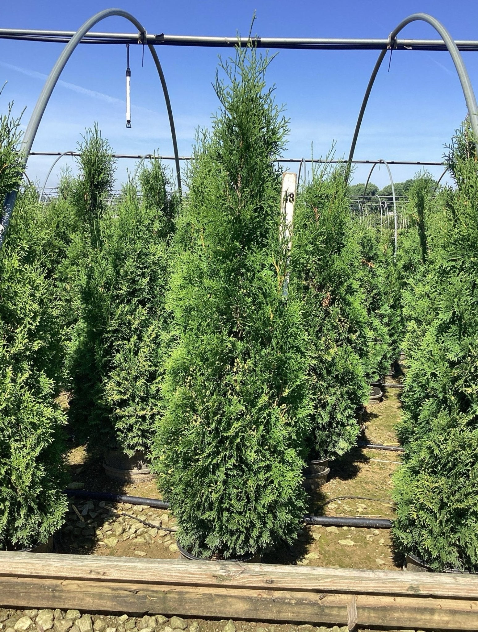 Full Speed A Hedge® Thin Man® Arborvitae - Image 2