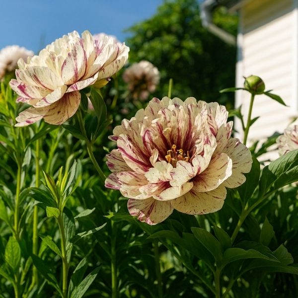 Garden Candy™ All That Jazz™ Itoh Peony - Image 2