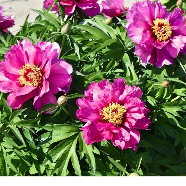 Garden Candy™ Evie Jane Itoh Peony
