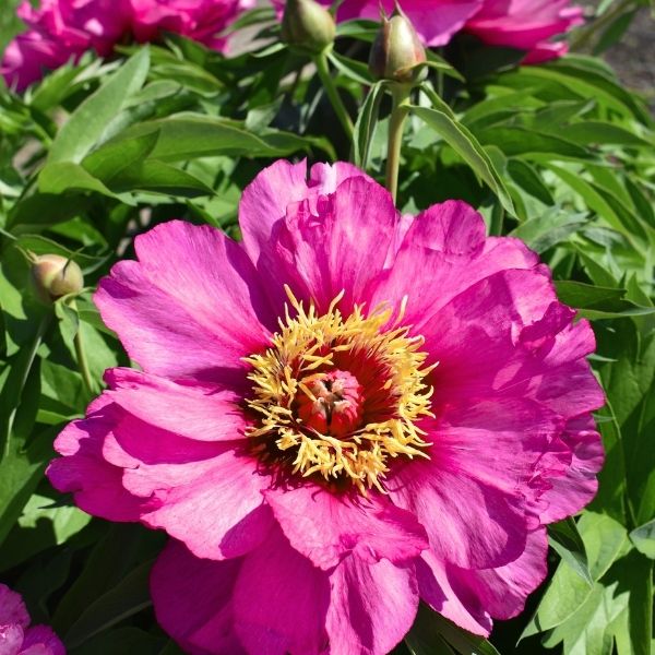Garden Candy™ Evie Jane Itoh Peony - Image 2