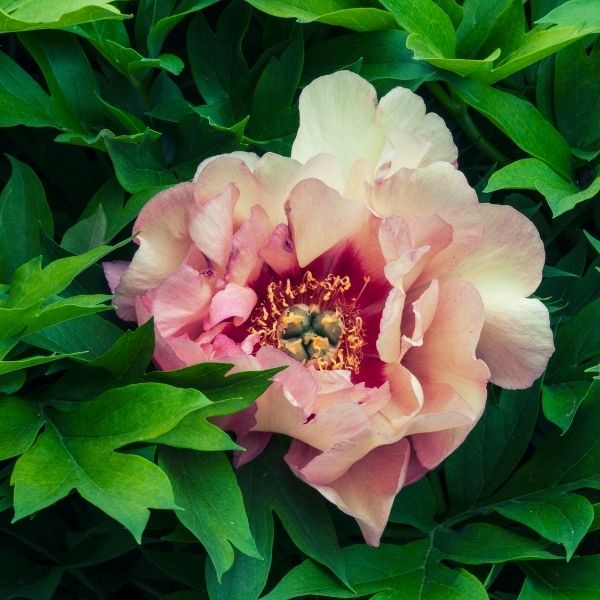 Garden Candy™ Peach - A - Licious™ Itoh Peony