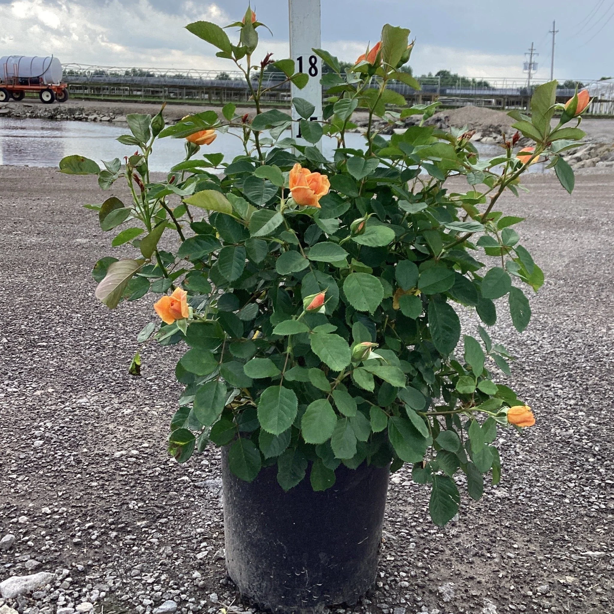 Garden Sun™ Climbing Rose - Image 2