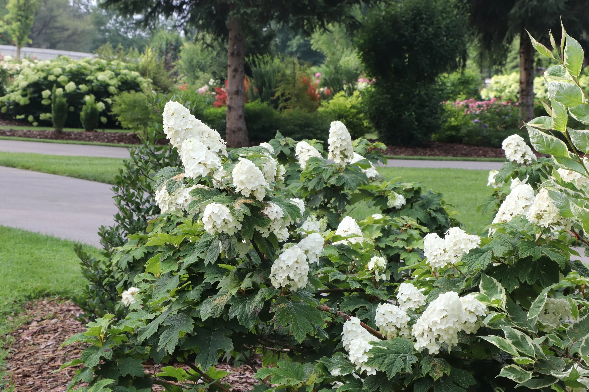 Gatsby Glow Ball® Oakleaf Hydrangea - Image 2