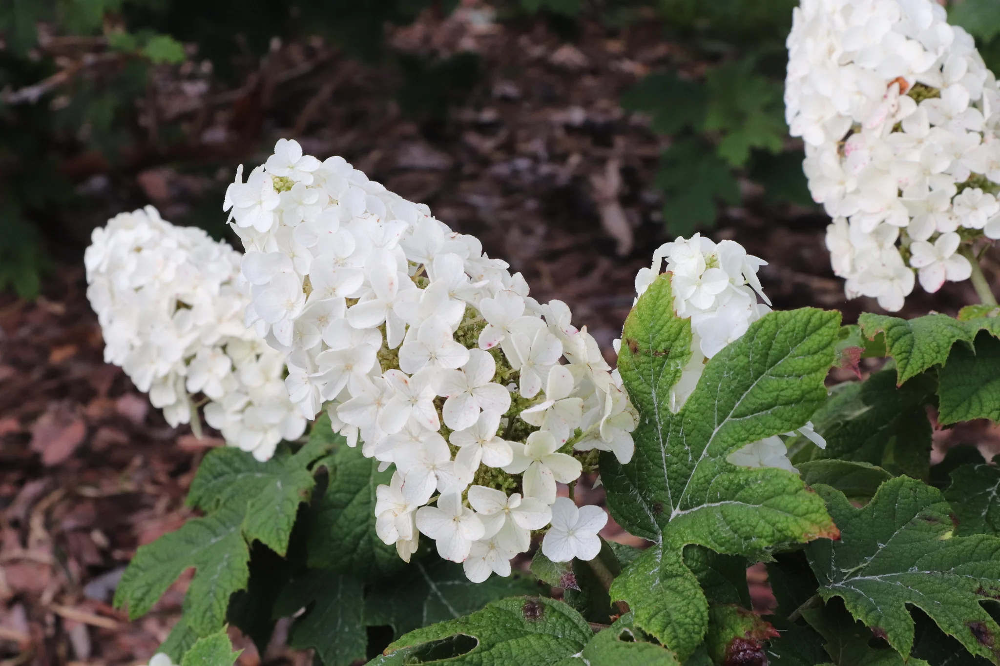 Gatsby Glow Ball® Oakleaf Hydrangea - Image 3