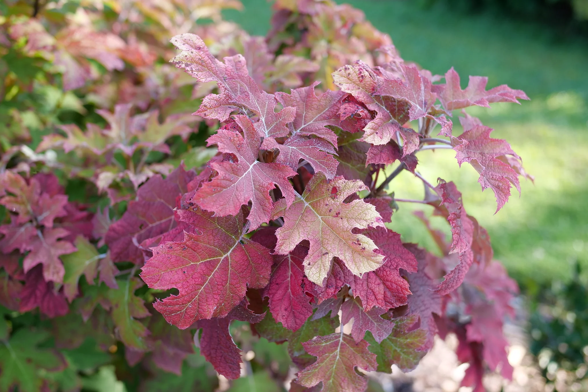 Gatsby Glow Ball® Oakleaf Hydrangea - Image 4