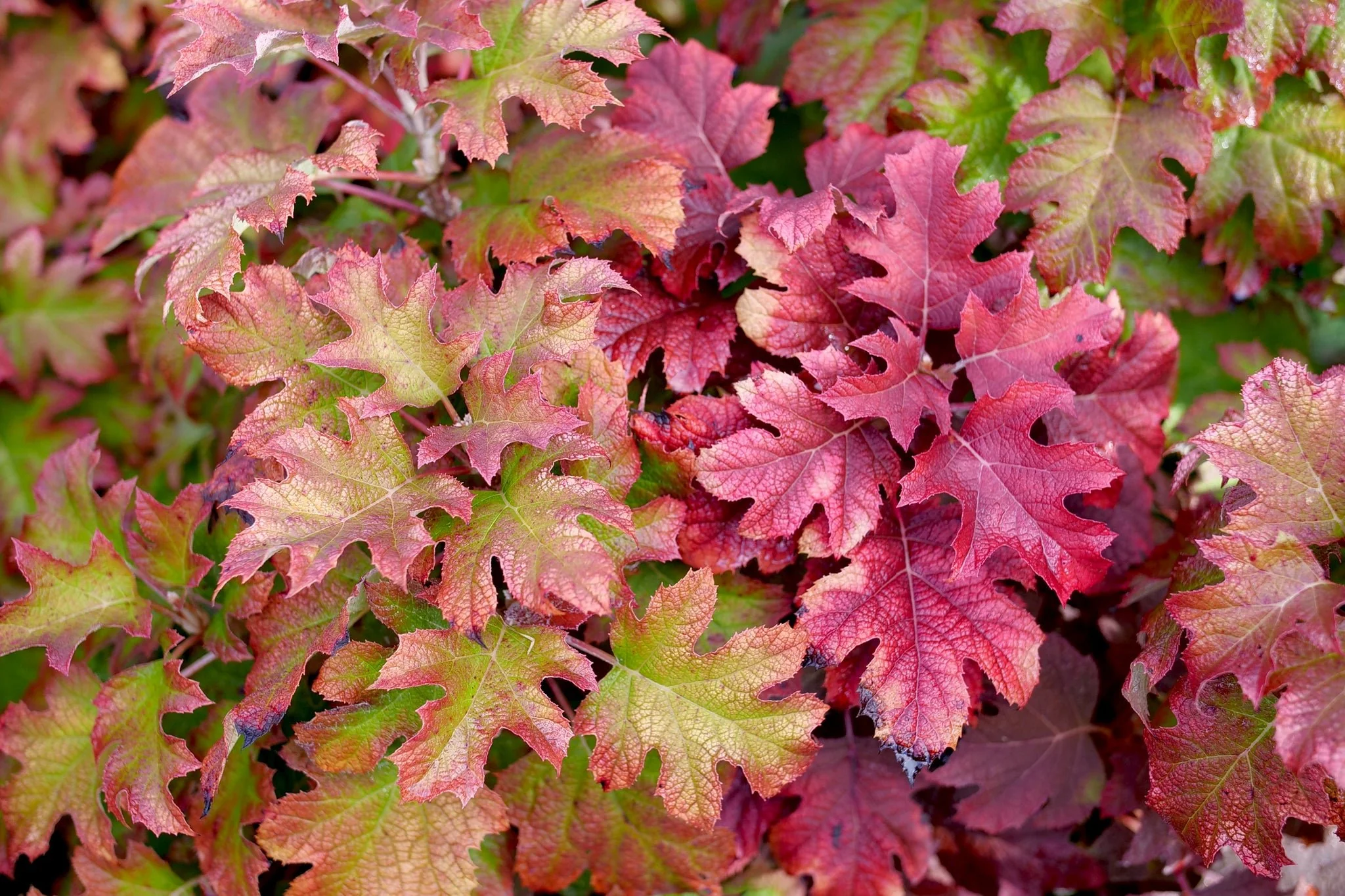 Gatsby Glow Ball® Oakleaf Hydrangea - Image 5
