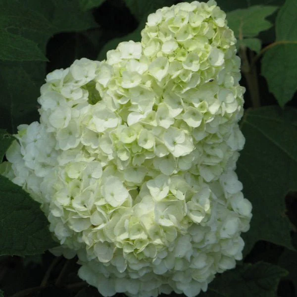 Gatsby Moon® Oakleaf hydrangea - Image 2
