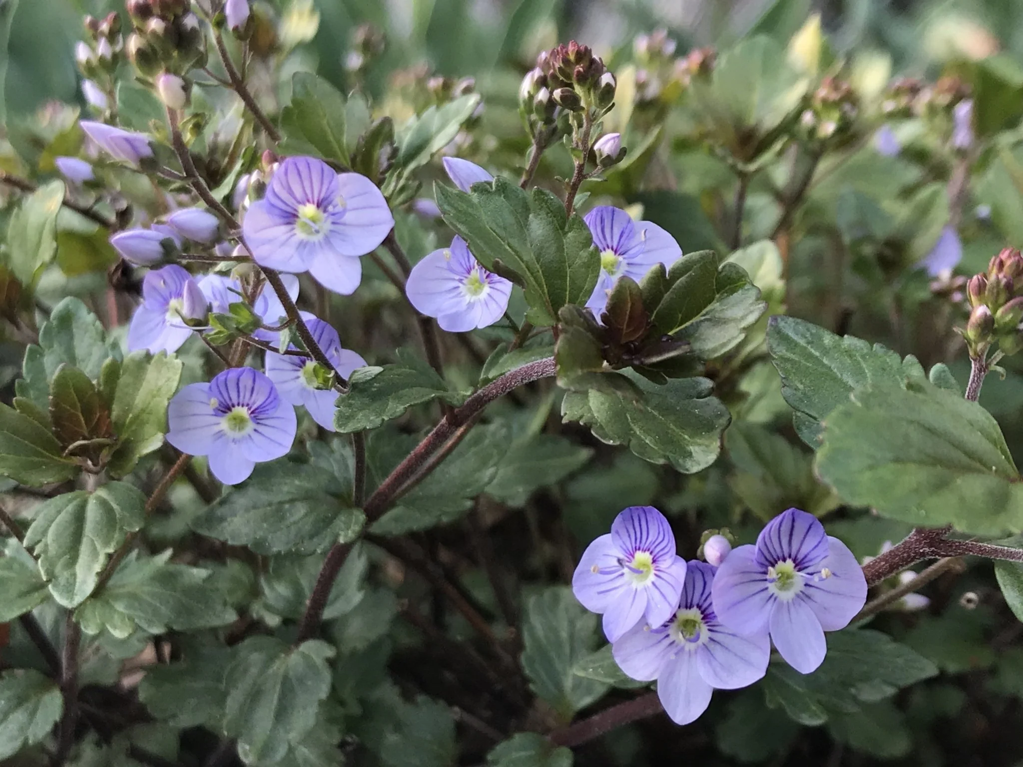 Georgia Blue Speedwell Veronica