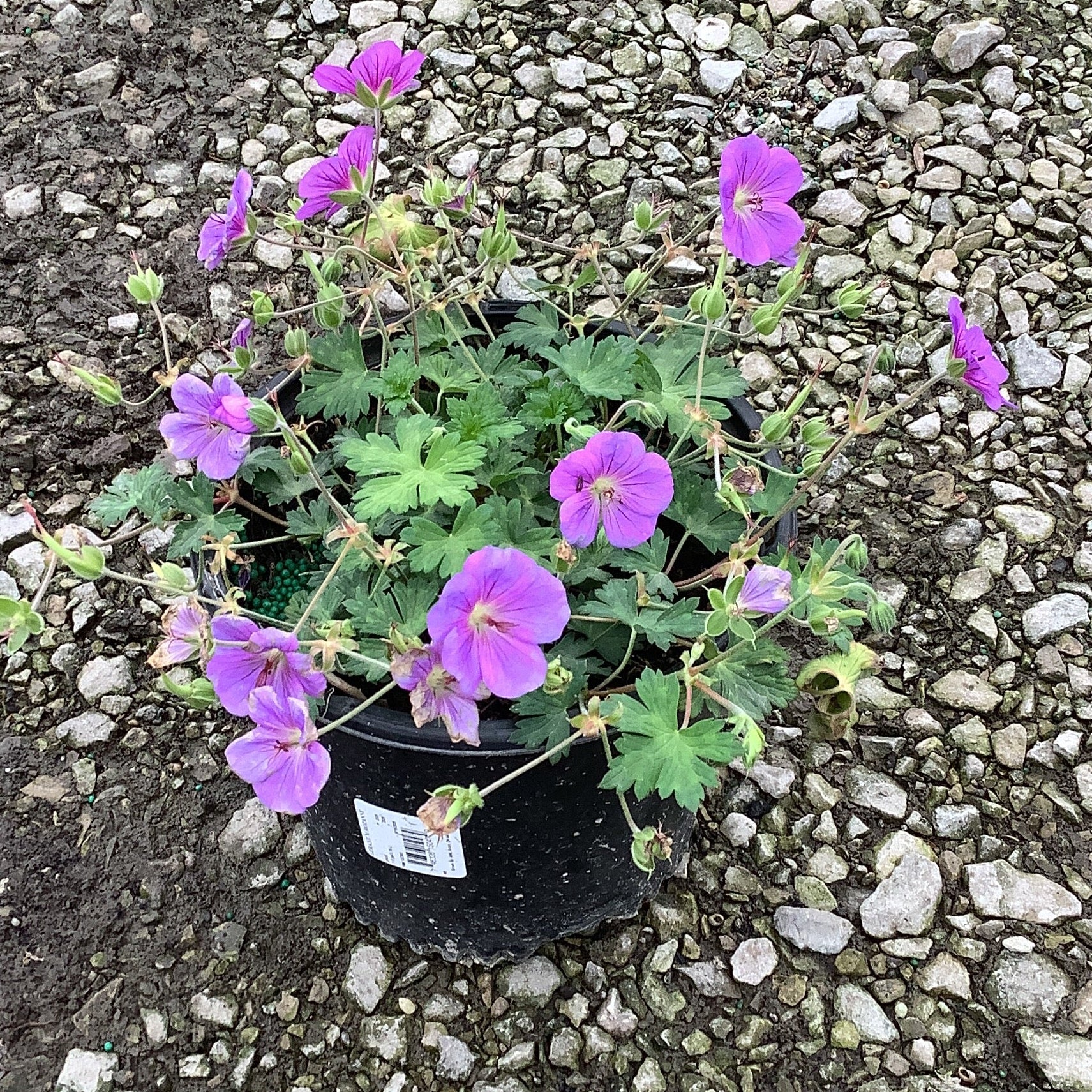 Rozanne Hardy Geranium - Image 4