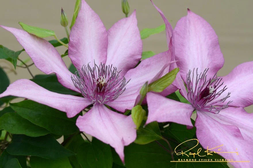 Giselle™ Clematis - Image 6