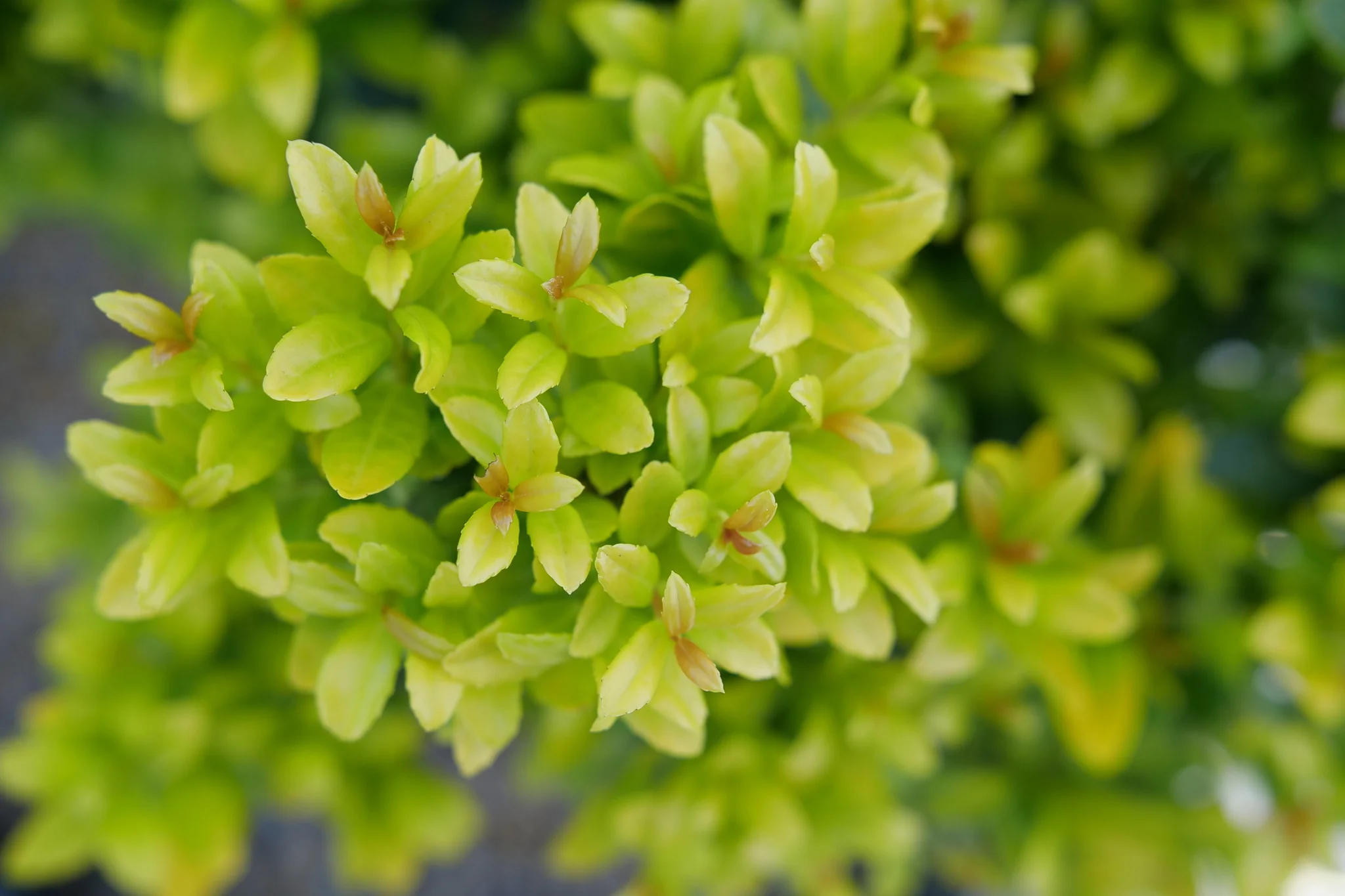 Glow Pop Japanese Holly - Image 2