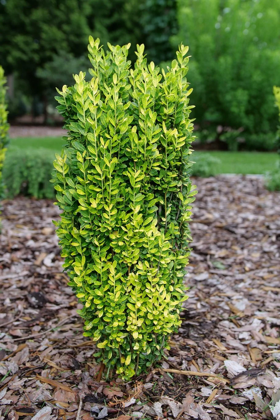 Glow Stick Japanese Holly