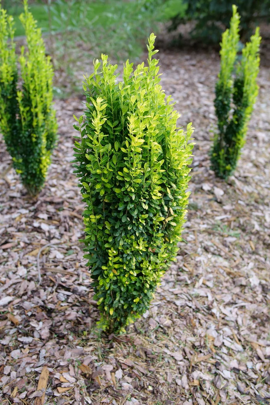 Glow Stick Japanese Holly - Image 2