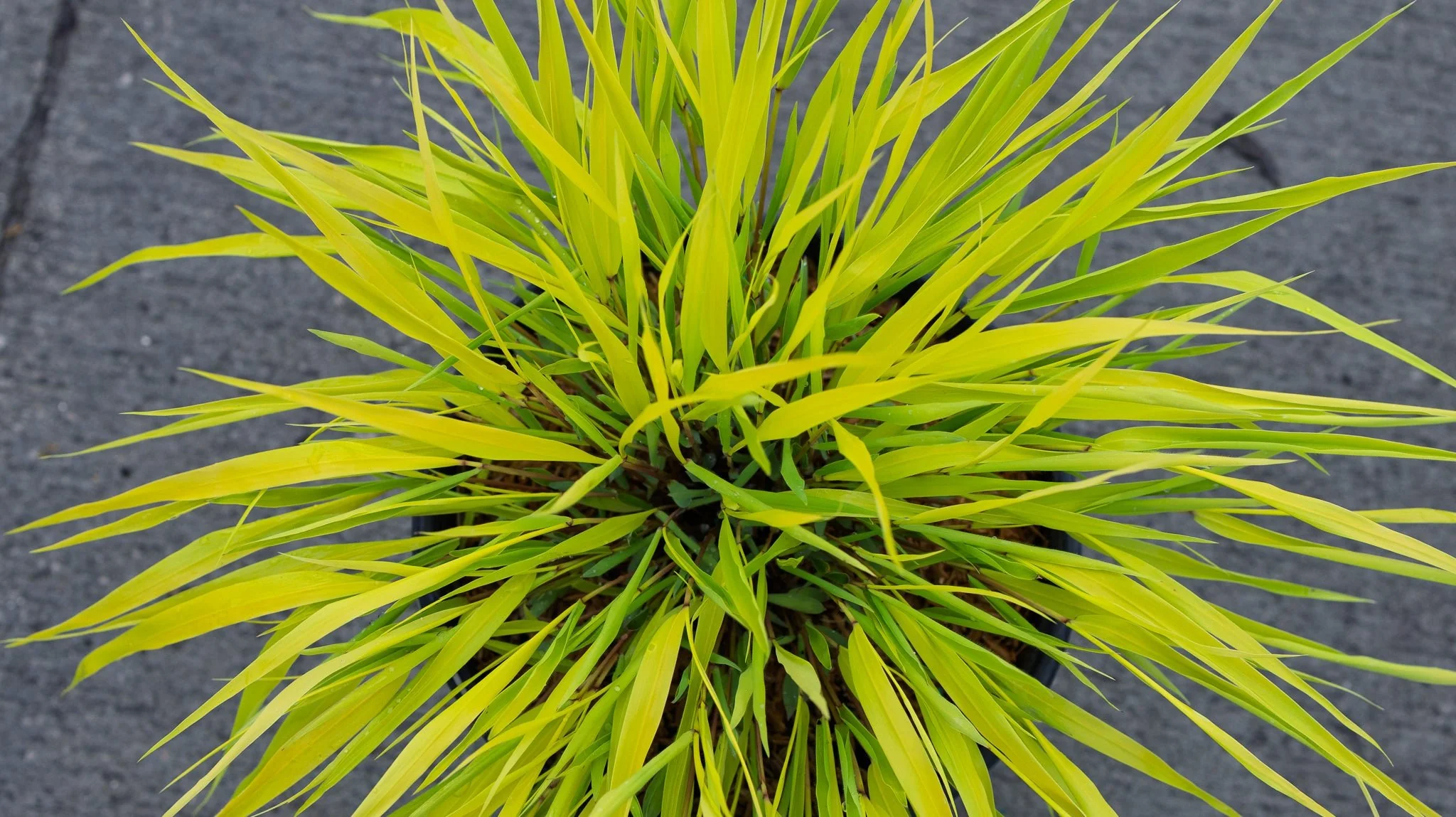 All Gold Japanese Forest Grass - Image 3