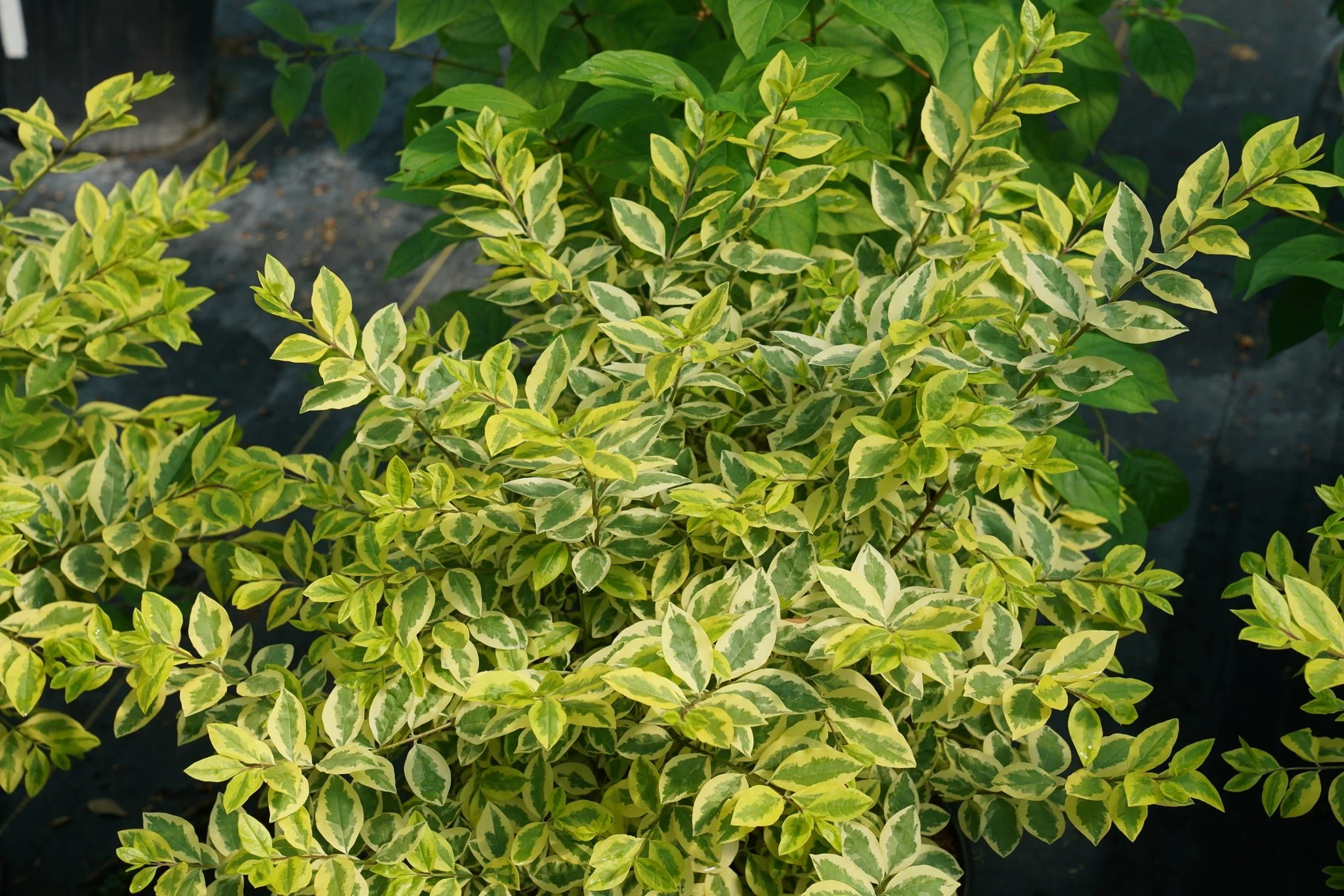 Good Vibrations® Privet - Image 2