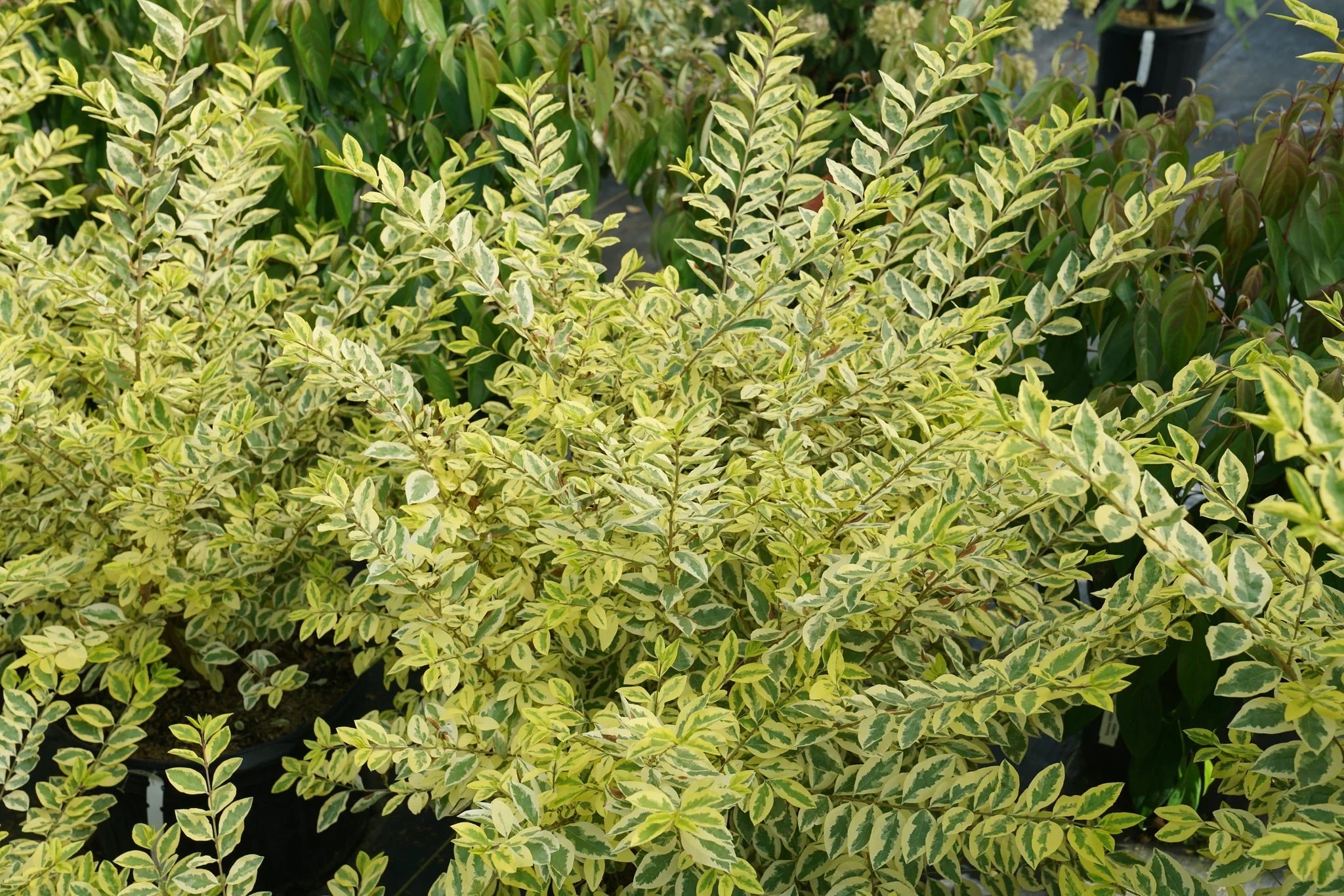 Good Vibrations® Privet - Image 3