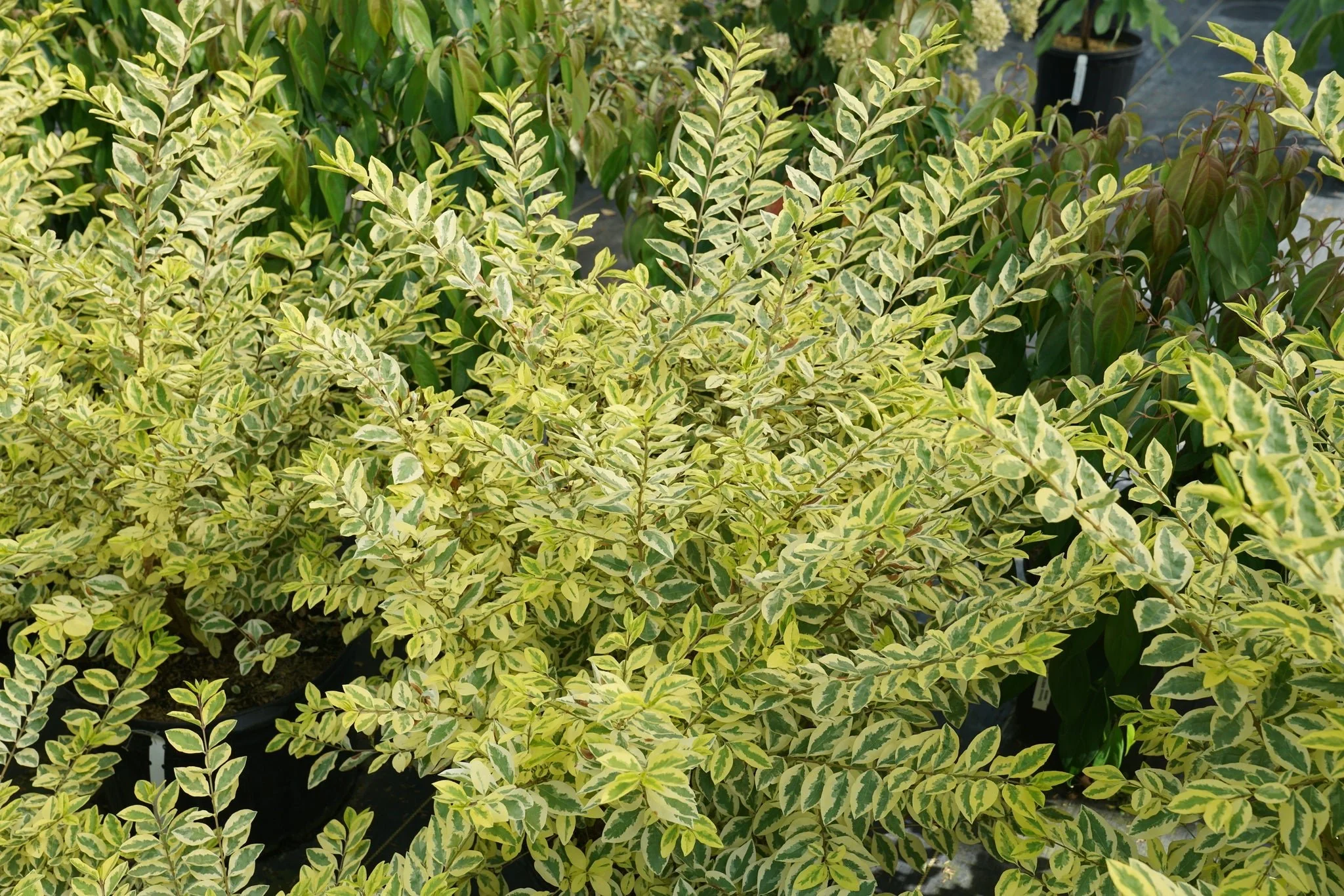 Good Vibrations® Privet - Image 4