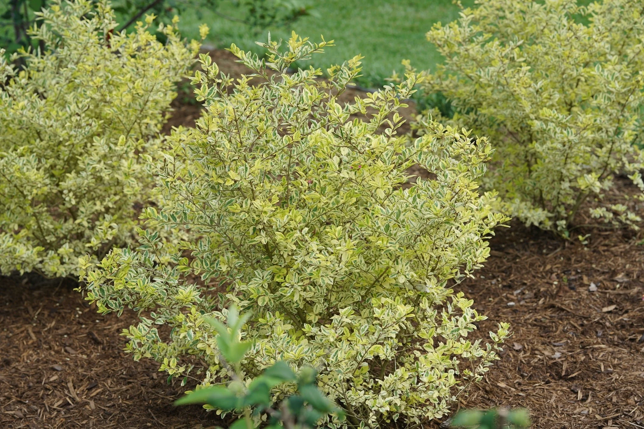 Good Vibrations® Privet - Image 5