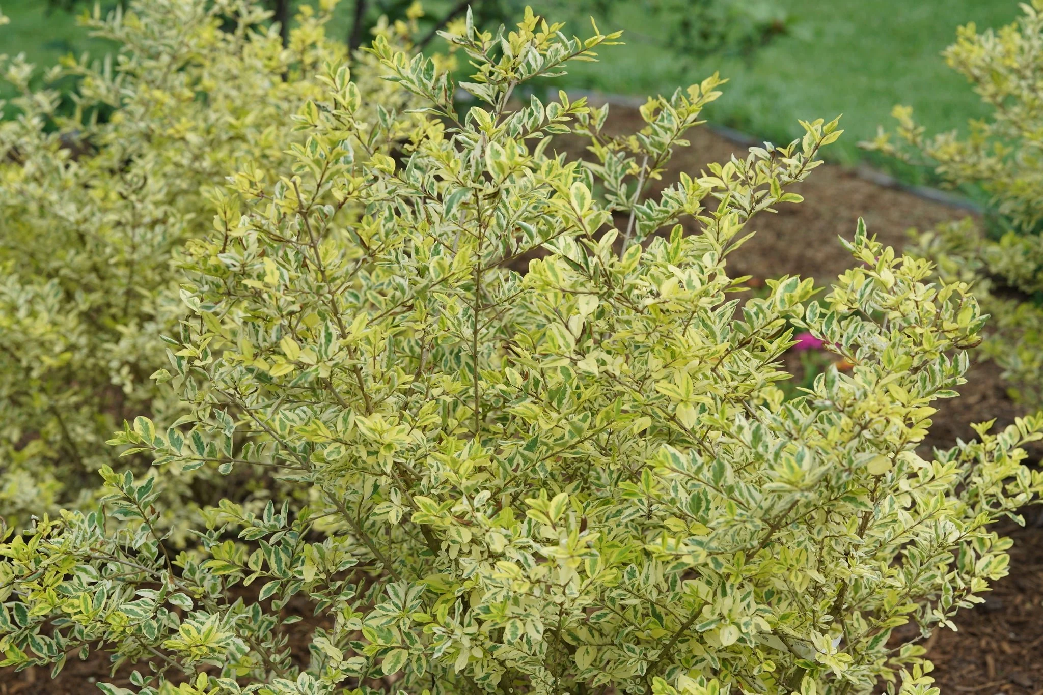 Good Vibrations® Privet - Image 6