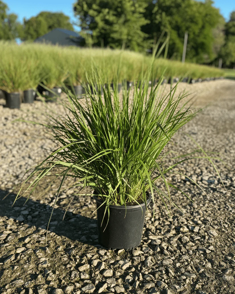 Karl Foerster Feather Reed Grass - Image 2