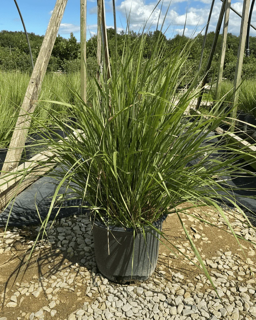 Karl Foerster Feather Reed Grass - Image 4