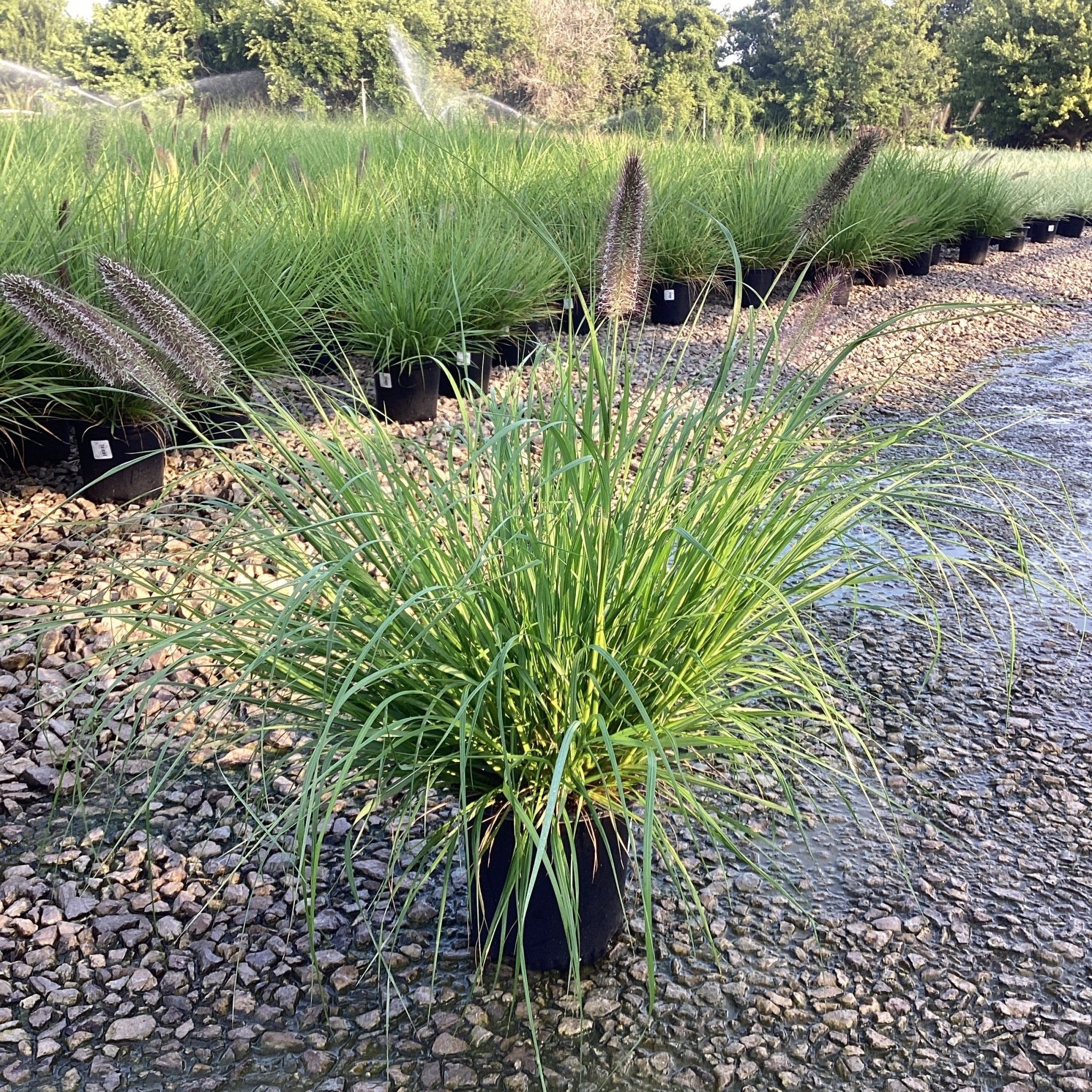 Redhead Fountain Grass - Image 3