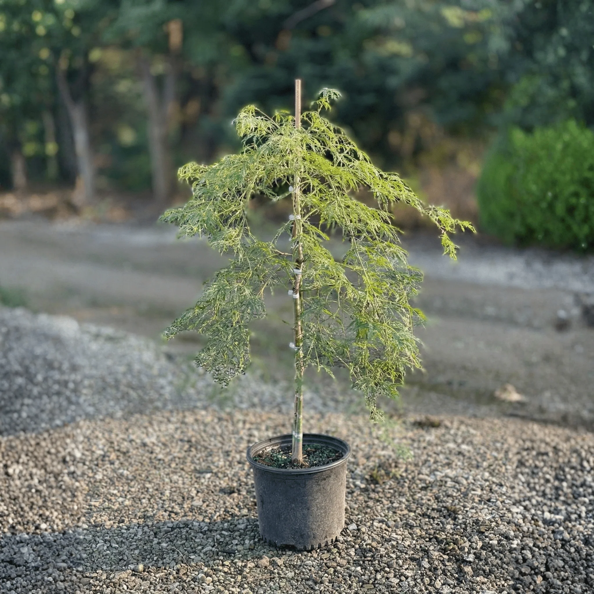 Green Laceleaf Japanese Maple Tree - Image 4