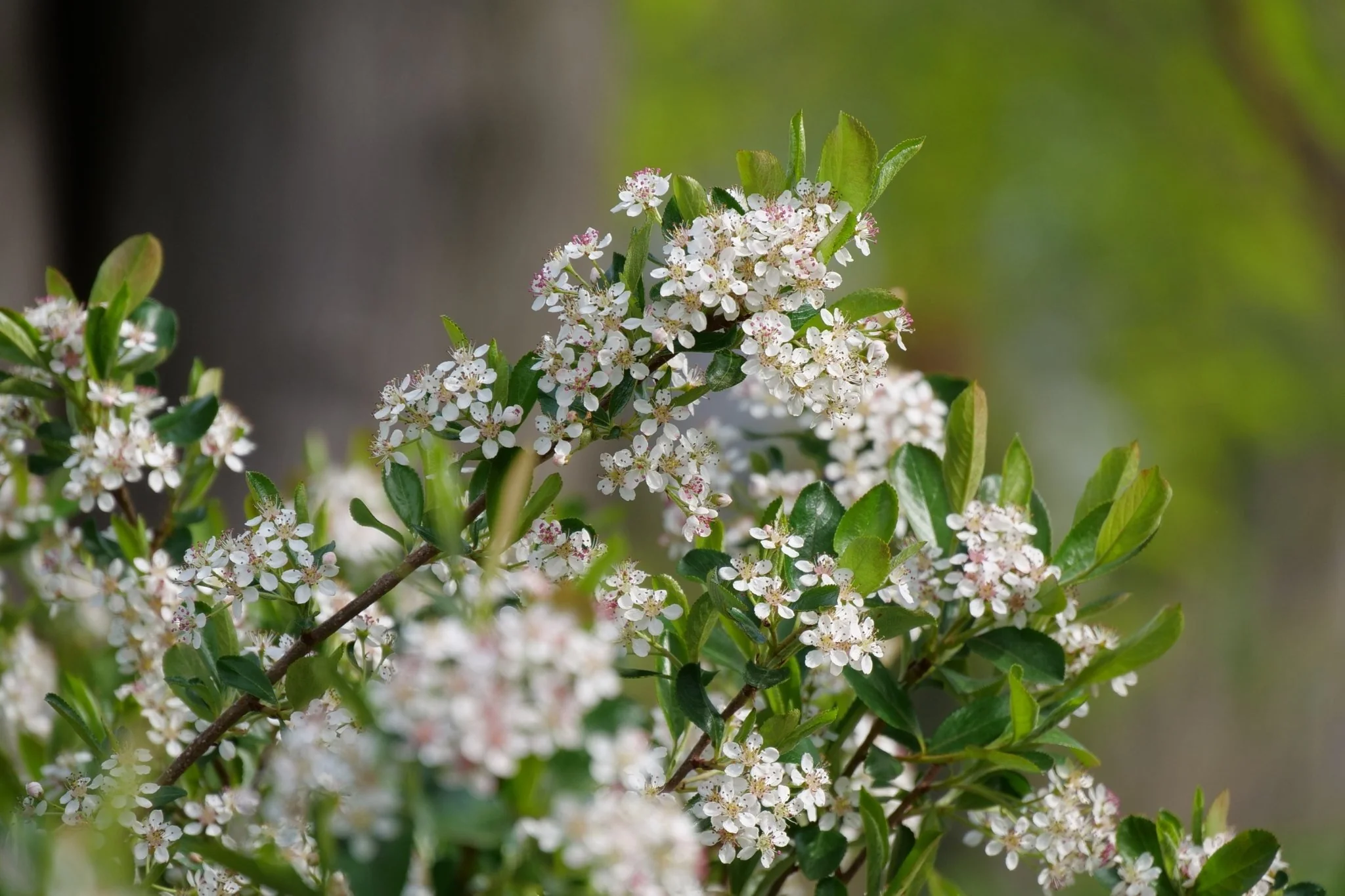 Ground Hug® Chokeberry