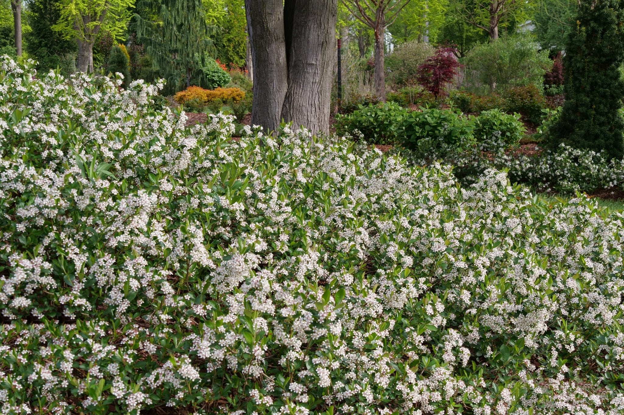 Ground Hug® Chokeberry - Image 2