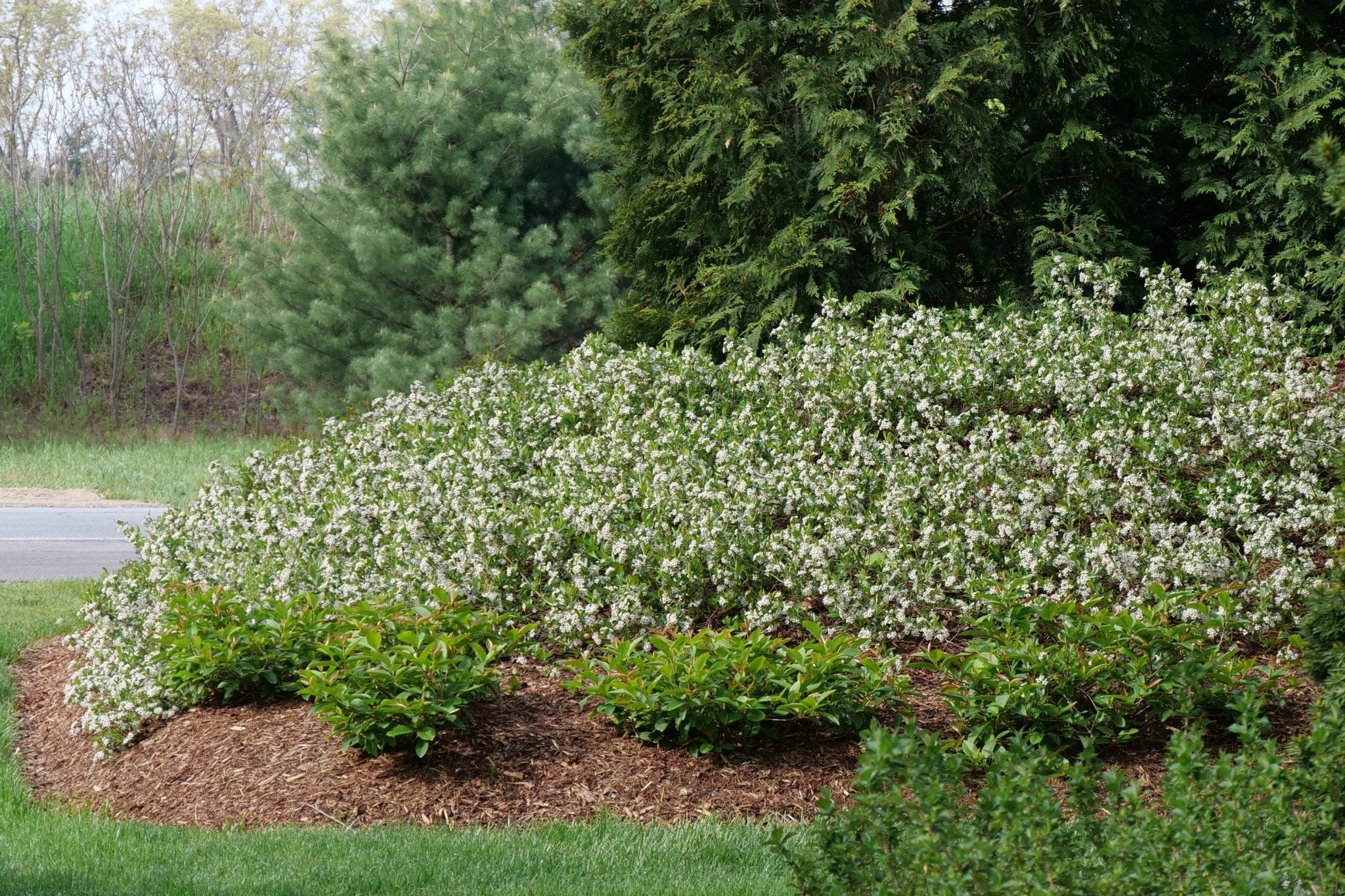 Ground Hug® Chokeberry - Image 3