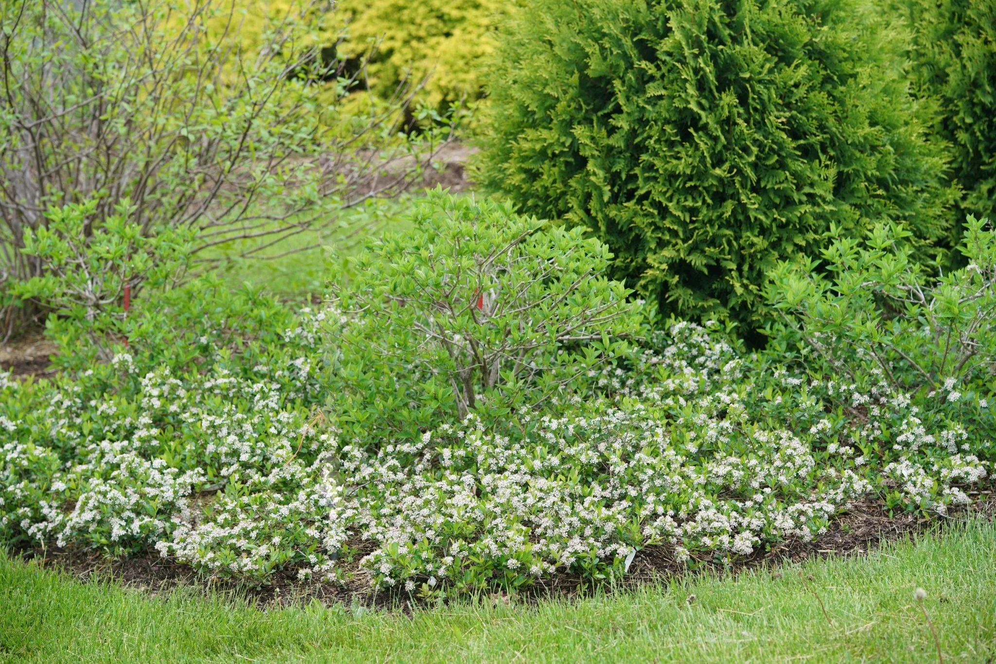 Ground Hug® Chokeberry - Image 4