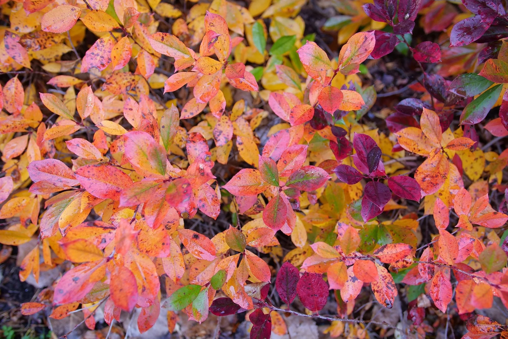 Ground Hug® Chokeberry - Image 5