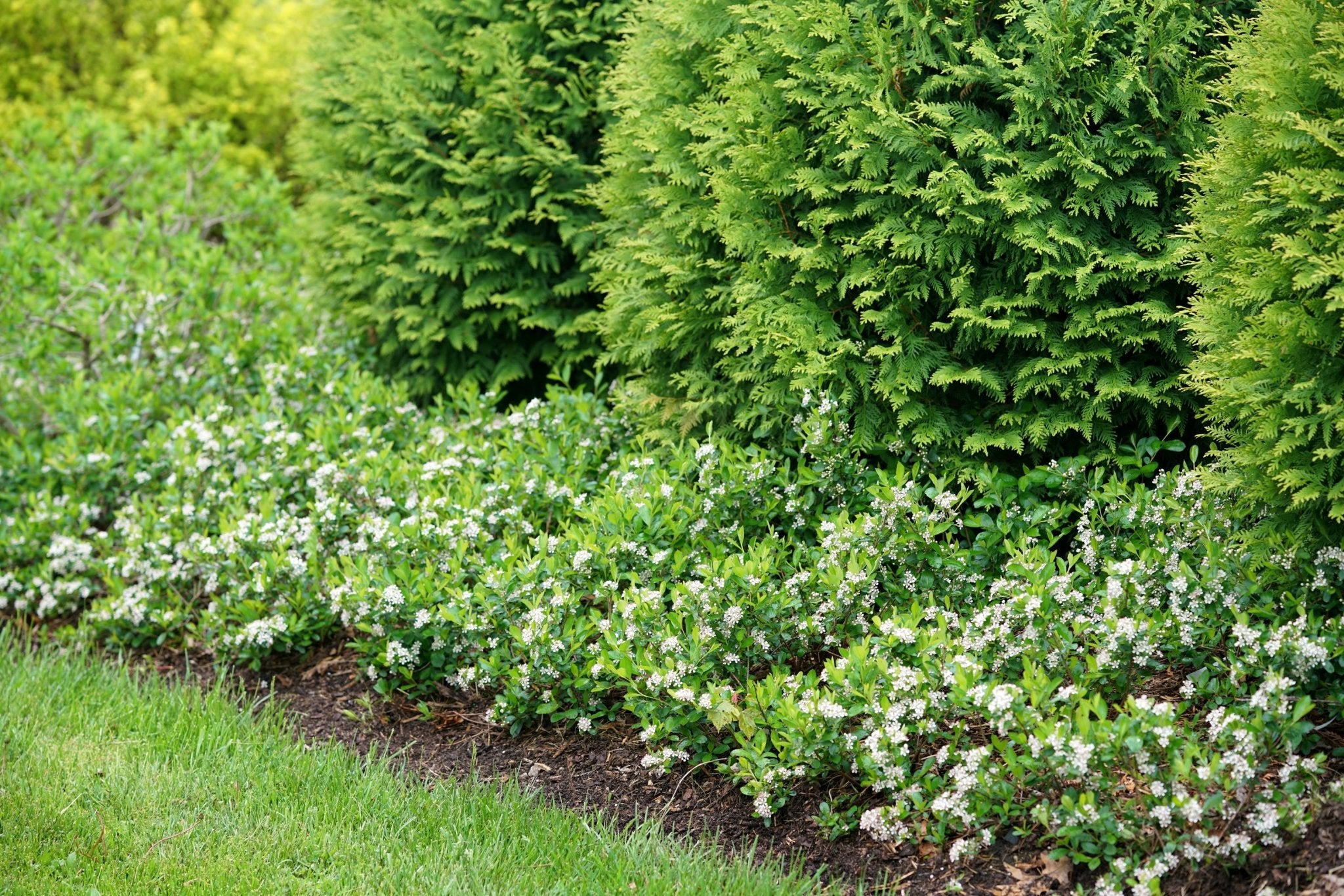 Ground Hug® Chokeberry - Image 6