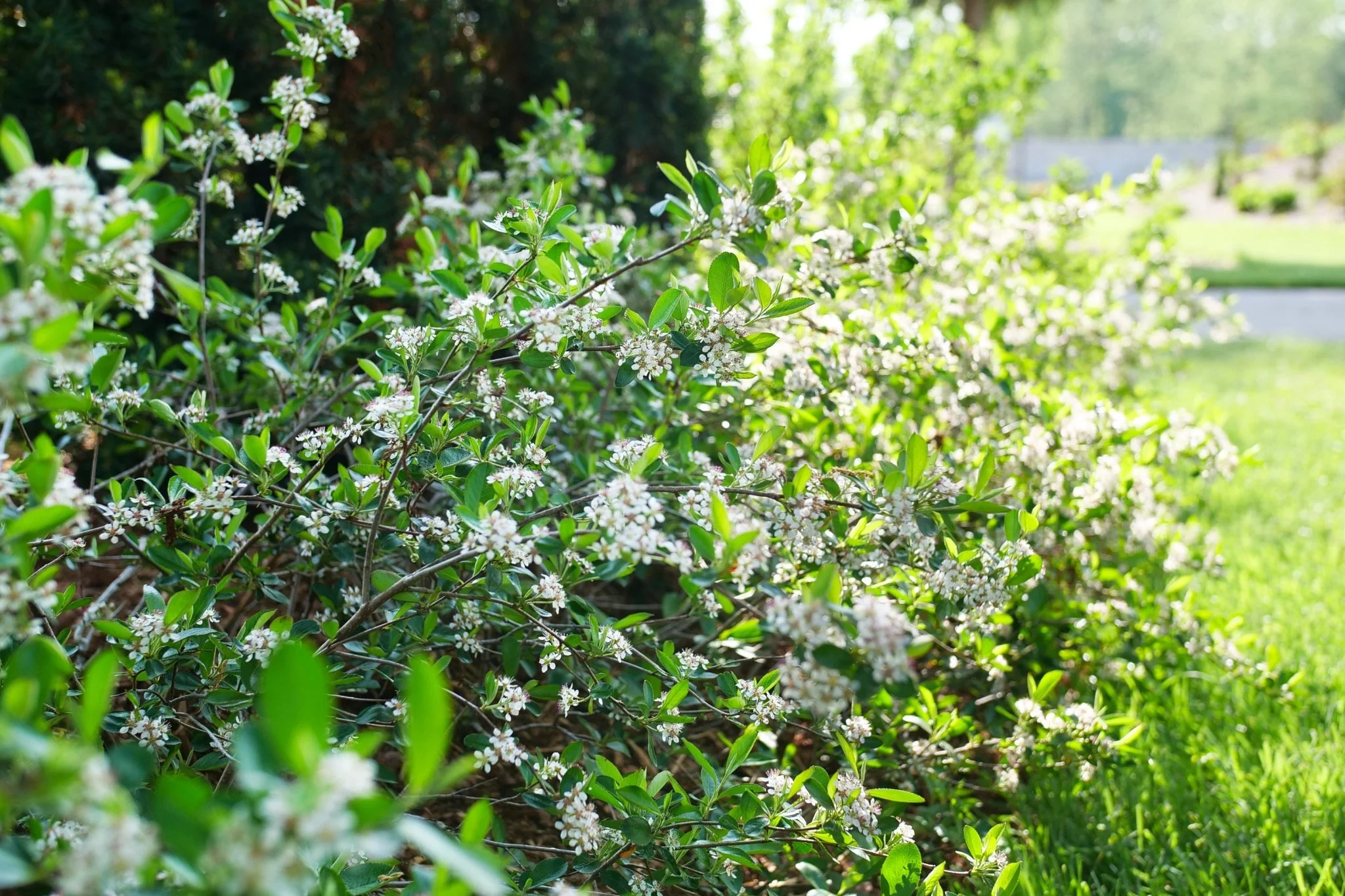 Ground Hug® Chokeberry - Image 7