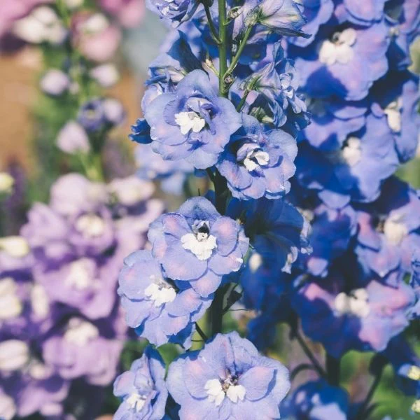 Guardian Mix Delphinium - Image 2